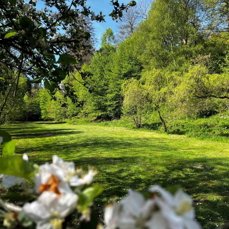 Grüne Wiese umgeben von Bäumen und einem kleinen Gebäude im Hintergrund.